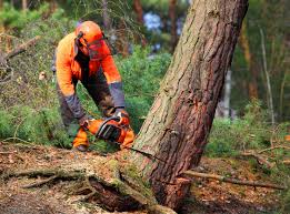 Best Lawn Maintenance Plans  in North Randall, OH