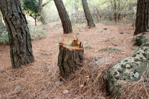 Best Tree Disease Treatment  in North Randall, OH