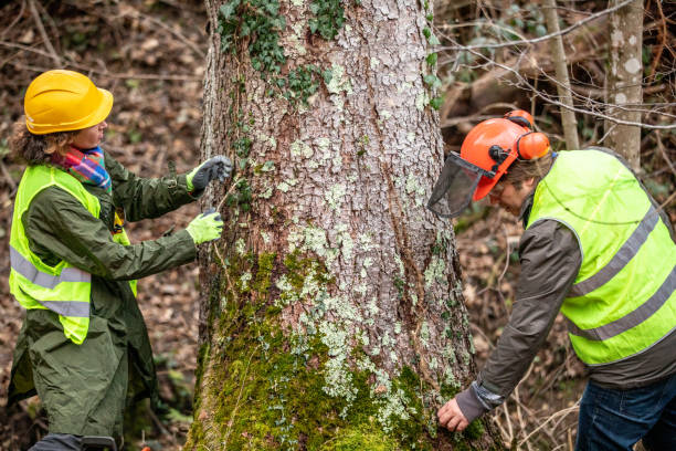 Best Storm Damage Tree Cleanup  in North Randall, OH