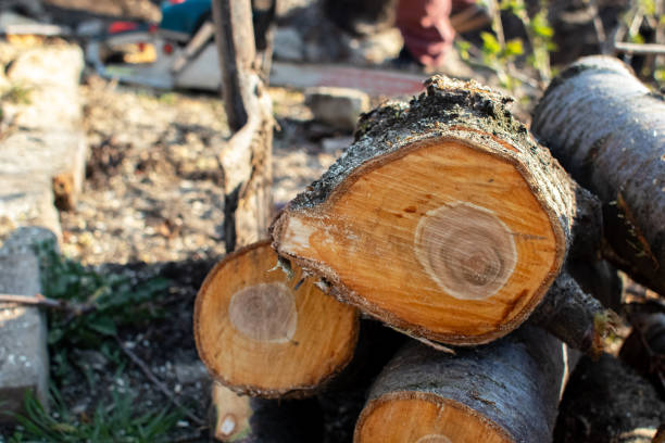Best Tree Removal  in North Randall, OH