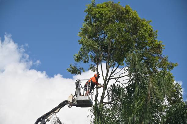Best Tree Health Inspection  in North Randall, OH