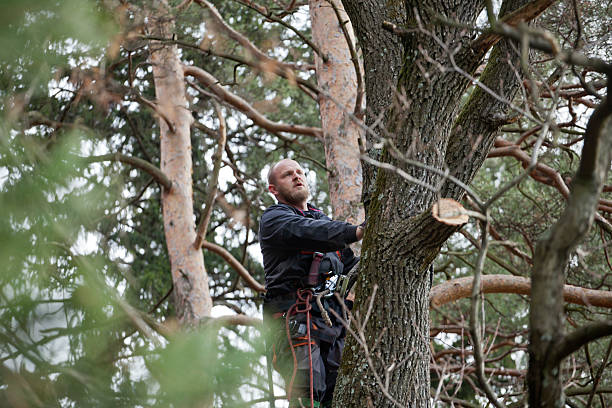 Best Root Management and Removal  in North Randall, OH