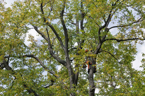 Best Seasonal Cleanup (Spring/Fall)  in North Randall, OH